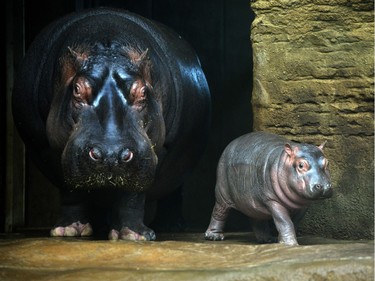 A one-month-old baby hippo is seen with its mother Maruska in their enclosure at the zoo in Prague, Czech Republic, February 24, 2016.