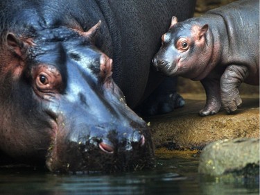 A one-month-old baby hippo and its mother Maruska are seen in their enclosure at the zoo in Prague, Czech Republic, February 24, 2016.