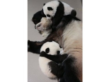 Er Shun the panda and her two cubs play together at the Toronto Zoo, February 23, 2016. Up until recently, the two cubs had to play with their mom separately.