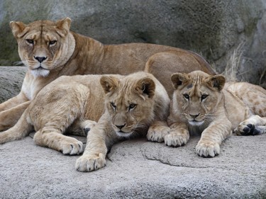A lioness and lion cubs sit in an enclosure during a behind-the-scenes visit of the Vincennes Zoo in Paris, France, February 4, 2016, as part of the Paris Face Cache 2016 event.