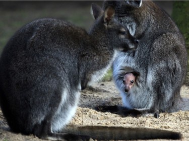 A baby Bennett's wallaby peers out of its mother's pouch at the Allwetterzoo Zoo in Muenster, Germany, February 24, 2016.