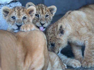 Cubs are seen at a privately owned zoo in the Iraqi port city of Basra on February 13, 2016.