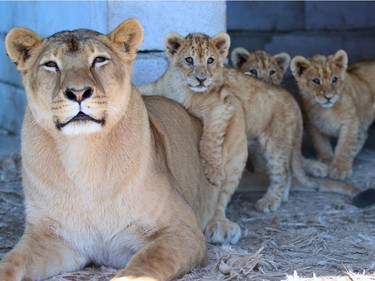 A lioness and her cubs are seen in a cage at a privately owned zoo in the Iraqi port city of Basra on February 13, 2016.