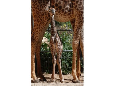 A two-day-old giraffe calf stands at the Jerusalem Biblical Zoo on February 24, 2016.