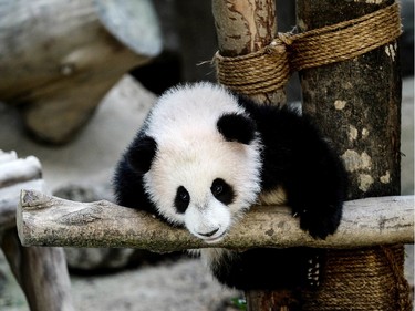 A six-month-old giant panda cub, born to parents Liang Liang and Xing Xing on loan from China, plays inside the panda enclosure at the National Zoo in Kuala Lumpur, Malaysia, February 25, 2016.