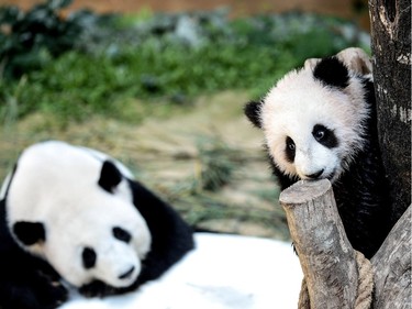 A six-month-old giant panda cub (R), born to parents Liang Liang and Xing Xing on loan from China, plays inside the panda enclosure at the National Zoo in Kuala Lumpur, Malaysia, February 25, 2016.