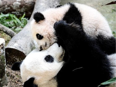 A six-month-old giant panda cub (top) plays with her mother Liang Liang inside the panda enclosure at the National Zoo in Kuala Lumpur, Malaysia, February 25, 2016.