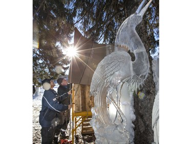 Cardboard is being hung around the ice sculptures as the mid-winter warm weather is reeking havoc on ice sculptures at WinterShines and in particular the Frosted Garden in the Bessborough Gardens area, January 27, 2016.