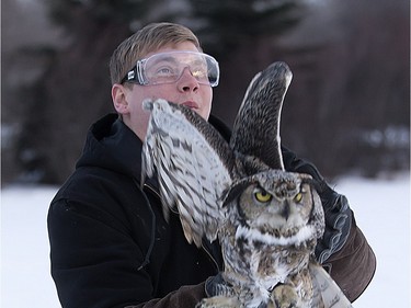 Trenton Shrader, an exotic wildlife and zoo intern at the U of S, releases a Great Horned Owl in the Holiday park area after it received care from wildlife veterinarians at the Western College of Veterinary Medicine (WCVM) at the University of Saskatchewan (U of S) Tuesday, February 02, 2016. The bird was captured in the area and had been treated for soft tissue injuries.