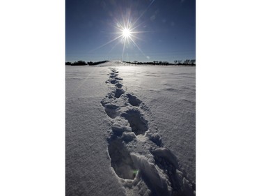 Despite warming temps, there is still enough snow to leave some tracks, such as these at Diefenbaker Hill, February 23, 2016.