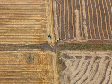 Crops being harvested in Saskatoon, October 8, 2010.