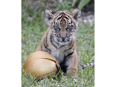 Satu, an endangered Sumatran tiger cub born at Zoo Miami on November 14, 2015, looks up as he plays with a coconut on January 29, 2016.