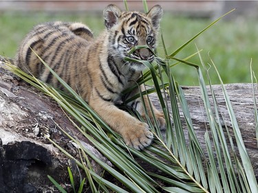 Satu, an endangered Sumatran tiger cub born at Zoo Miami on November 14, 2015, plays with a palm frond on January 29, 2016.