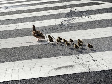 A family of ducks cross H Street NW on February 12, 2016 in Washington, DC.