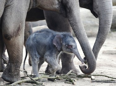 A baby elephant is accompanied by other members of its herd as it walks through their open enclosure at the zoo in Cologne, Germany, March 16, 2016.