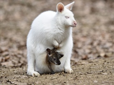 A rare albino red-necked wallaby and its newborn are seen in their enclosure in the Zlin Zoo in the Czech Republic, March 23, 2016.