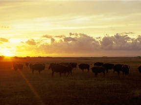 Bison were essentially gone from Saskatchewan territory by 1879. (photo by Bill Waiser)