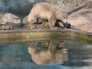 A three-month-old polar bear cub is seen at the zoo in Brno, South Moravia, Czech Republic on March 17, 2016.