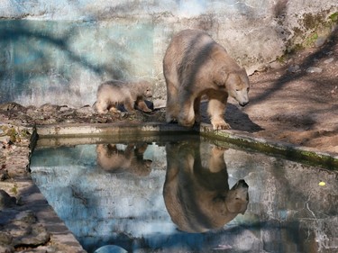 A polar bear mother named Cora and her three-month-old cub are seen at the zoo in Brno, South Moravia, Czech Republic on March 17, 2016.