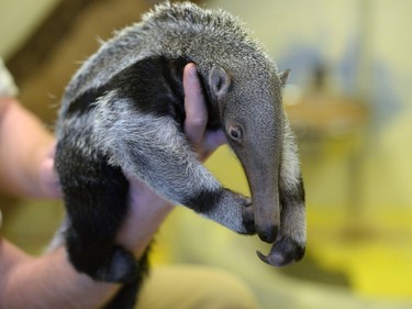 A zookeeper holds a six-week-old baby giant anteater in Prague Zoo on March 2, 2016. It is the first giant anteater born in the zoo's breeding history.