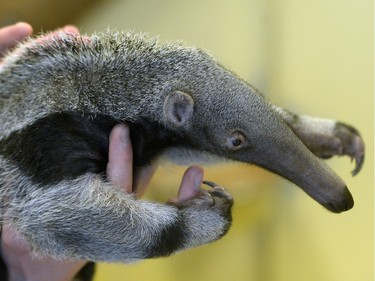 A zookeeper holds a six-week-old baby giant anteater in Prague Zoo on March 2, 2016. It is the first giant anteater born in the zoo's breeding history.