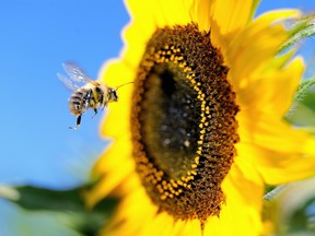 File photo of a bumblebee approaching a sunflower.