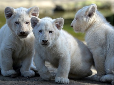 Three three-month-old white lion cubs play at the zoo in La Fleche, France, March 8, 2016.