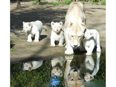 Nikita, a nine-year-old lion is pictured next to her three three-month-old white lion cubs, at the zoo in La Fleche, France, March 8, 2016.