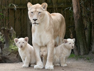 Nikita, a nine-year-old lion is pictured next to her three three-month-old white lion cubs, at the zoo in La Fleche, France, March 8, 2016.