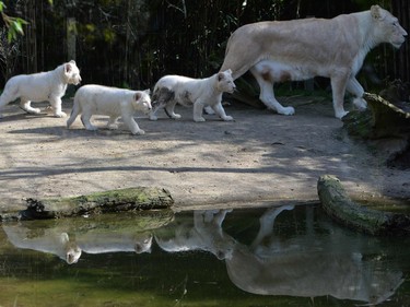 Nikita, a nine-year-old lion is pictured next to her three three-month-old white lion cubs, at the zoo in La Fleche, France, March 8, 2016.