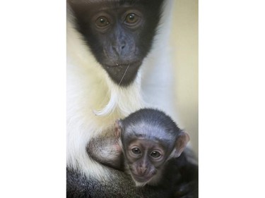 A two-week-old baby roloway monkey is pictured with its mother, Nyaga, at the zoo in Mulhouse, France, March 15, 2016.