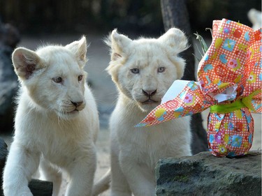 Two white lion cubs look at a wrapped package on Easter at the zoo in La Fleche, France, March 27, 2016.