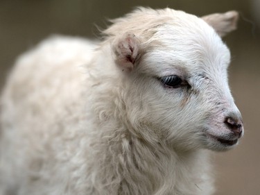 a lamb stands in an enclosure in the animal park in Berlin, Germany, March 24, 2016.