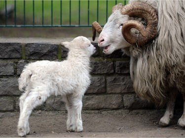 A skudde lamb stands next to a buck in the animal park in Berlin, Germany, March 24, 2016.