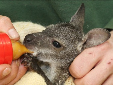 Michael Engelmann, head of the Koethener Tierpark Zoo, bottlefeeds 10-week-old Bennett's wallaby baby Muffin on March 3, 2016 at the zoo in Koethen, Germany.