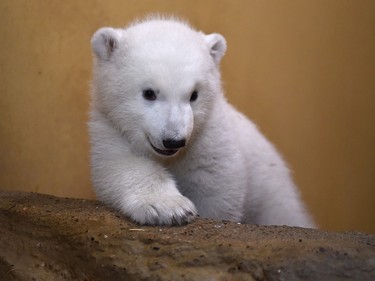 A three-month-old female baby polar bear is pictured on March 9, 2016 at the zoo in Bremerhaven, Germany.