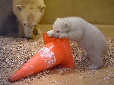 A three-month-old female baby polar bear plays with a cone on March 9, 2016 at the zoo in Bremerhaven, Germany.