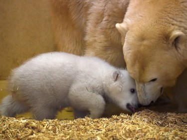 A three-month-old female baby polar bear plays with her mother Valeska on March 9, 2016 at the zoo in Bremerhaven, Germany.