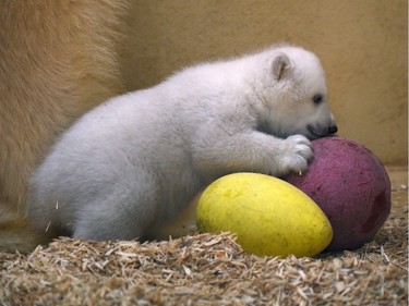 A three-month-old female baby polar bear plays with a ball on March 9, 2016 at the zoo in Bremerhaven, Germany.