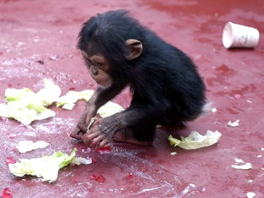 One-year-old chimpanzee baby Dajo sits in front of remnants of its birthday cake on March 10, 2016 at the Zoom Erlebniswelt Zoo in Gelsenkirchen, Germany.