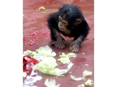 One-year-old chimpanzee baby Dajo sits in front of remnants of its birthday cake on March 10, 2016 at the Zoom Erlebniswelt Zoo in Gelsenkirchen, Germany.