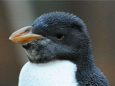 A juvenile rockhopper penguin has yet to develop its  signature yellow eyebrow feathers, at the Polk Penguin Conservation Centre at the zoo in Royal Oak, Michigan, March 25, 2016.