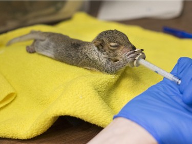 A baby squirrel is fed and cared for at the Wildlife Centre in Waynesboro, Virginia, March 11, 2016.T