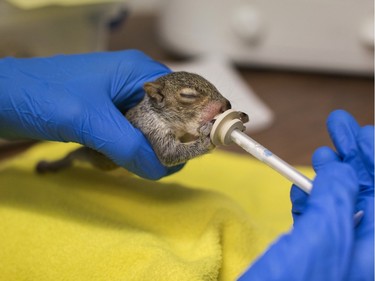 A baby squirrel is fed and cared for at the Wildlife Centre in Waynesboro, Virginia, March 11, 2016.T