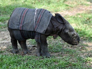 A 12-day-old male rhino calf walks at the Centre for Wildlife Rehabilitation and Conservation facility at Kaziranga National Park in Assam, India, March 24, 2016.