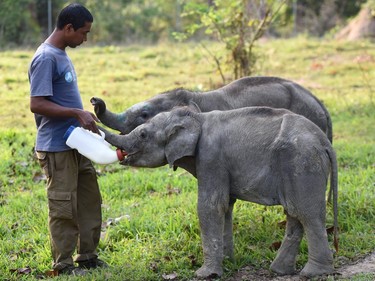 An animal keeper feeds milk to young elephants that were rescued from two different areas in Assam, at the Centre for Wildlife Rehabilitation and Conservation facility at Kaziranga National Park in Assam, India, March 25, 2016.