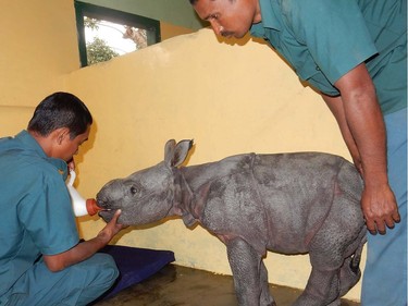 A one-week-old male rhino calf is shown at the Centre for Wildlife Rehabilitation and Conservation facility at the Kaziranga National Park in the Indian state of Assam, March 19, 2016.