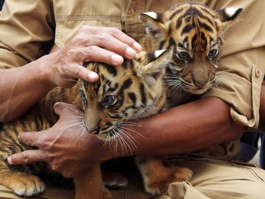 An Indonesian official holds two Sumatran tiger cubs, born on January 14, 2016 to female Sean, at a zoo in Bukit Tinggi, West Sumatra on March 6, 2016.