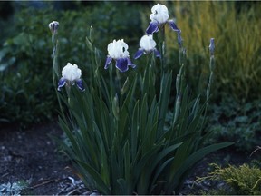 Iris "Mrs. Andrist"