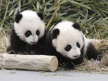 Jia Panpan (meaning Canadian Hope) and Jia Yueyue (Canadian Joy) play in their enclosure at the Toronto Zoo on March 7, 2016.